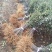 海棠苗小苹果苗山丁子嫁接苹果粘木苗