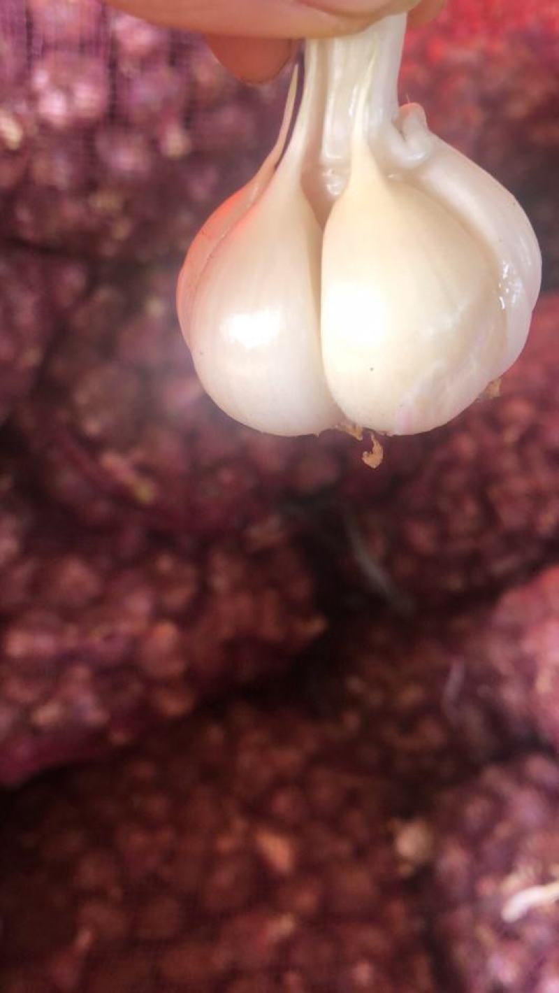云南新鲜紫皮大蒜流感高发季，大蒜来帮你今年新蒜一件代发