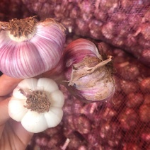 云南新鲜紫皮大蒜流感高发季，大蒜来帮你今年新蒜一件代发