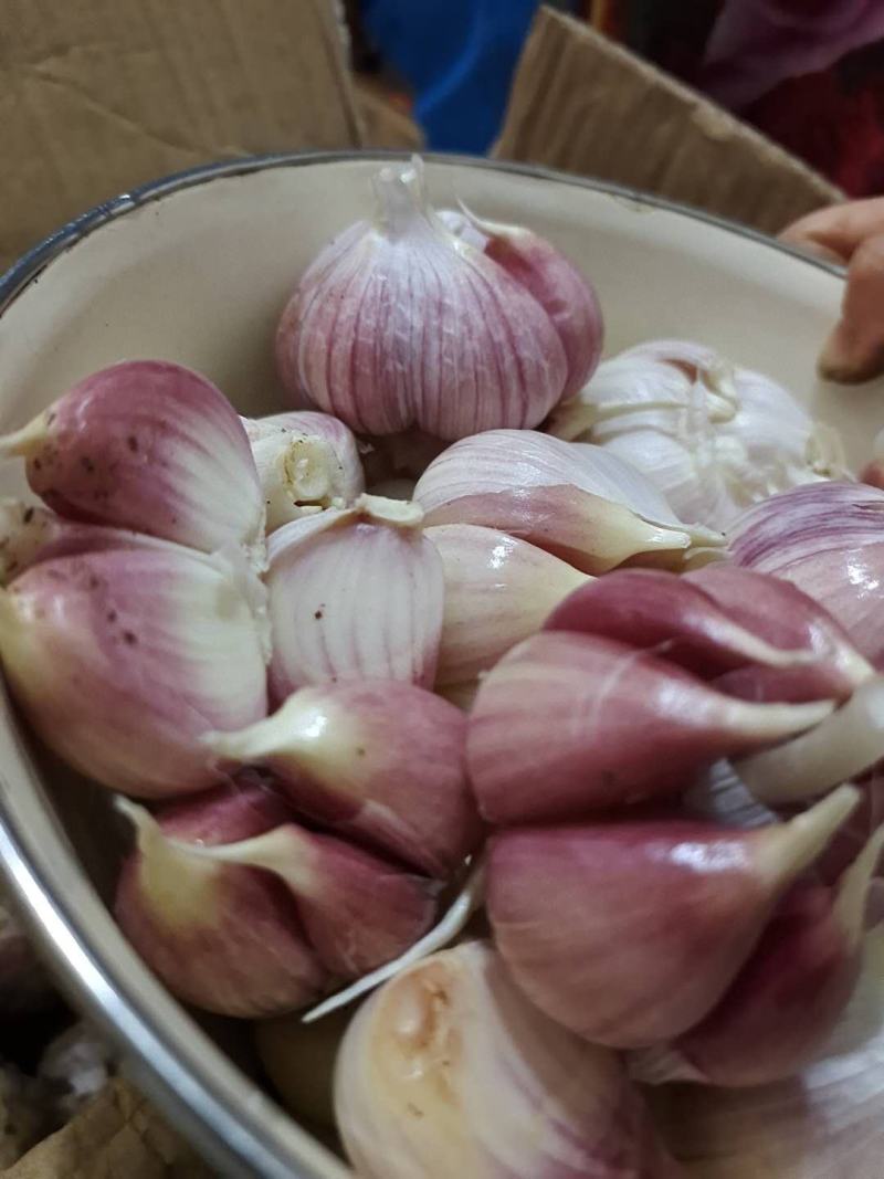 云南新鲜紫皮大蒜流感高发季，大蒜来帮你今年新蒜一件代发