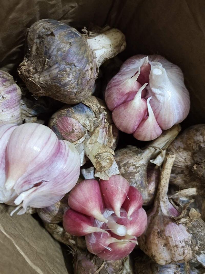 云南新鲜紫皮大蒜流感高发季，大蒜来帮你今年新蒜一件代发