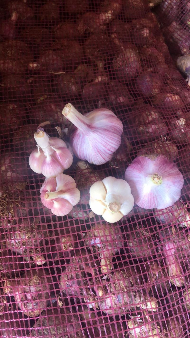 云南新鲜紫皮大蒜流感高发季，大蒜来帮你今年新蒜一件代发