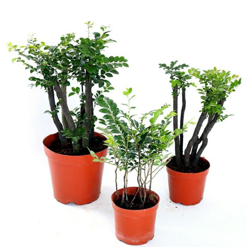 小叶紫檀盆景树桩植物花卉办公室绿植黑骨茶苗镇宅避邪耐寒盆