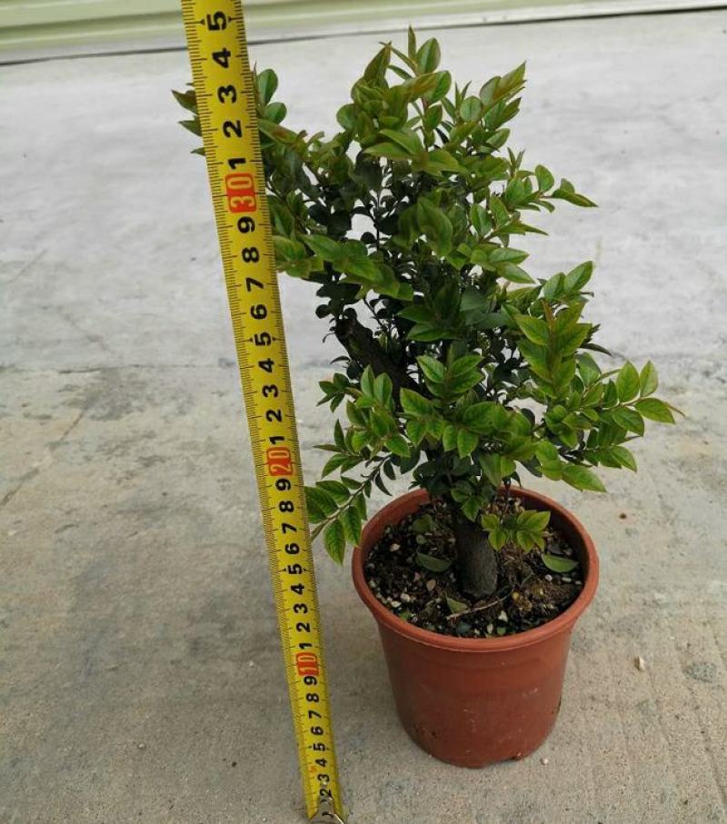 小叶紫檀盆景树桩植物花卉办公室绿植黑骨茶苗镇宅避邪耐寒盆