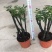 小叶紫檀盆景树桩植物花卉办公室绿植黑骨茶苗镇宅避邪耐寒盆