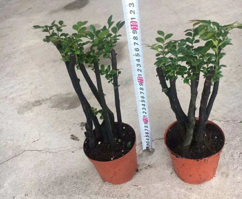 小叶紫檀盆景树桩植物花卉办公室绿植黑骨茶苗镇宅避邪耐寒盆