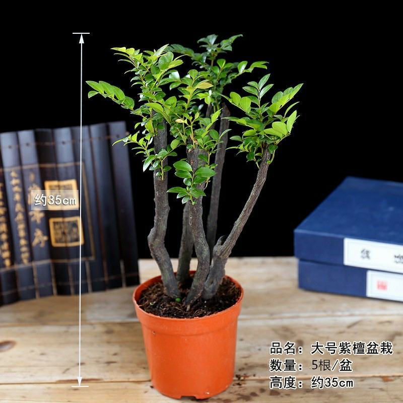 小叶紫檀盆景树桩植物花卉办公室绿植黑骨茶苗镇宅避邪耐寒盆