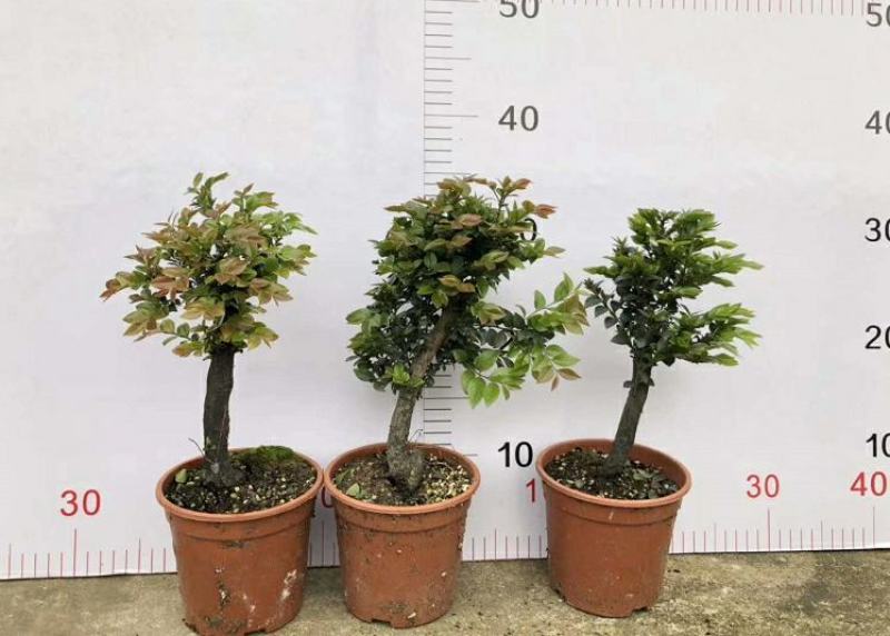 小叶紫檀盆景树桩植物花卉办公室绿植黑骨茶苗镇宅避邪耐寒盆