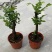 小叶紫檀盆景树桩植物花卉办公室绿植黑骨茶苗镇宅避邪耐寒盆