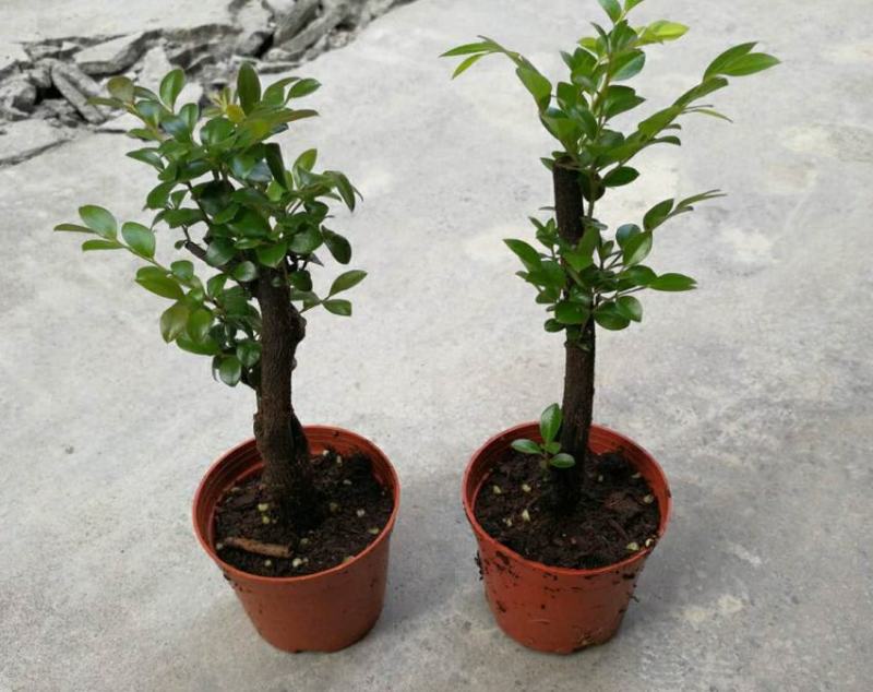 小叶紫檀盆景树桩植物花卉办公室绿植黑骨茶苗镇宅避邪耐寒盆