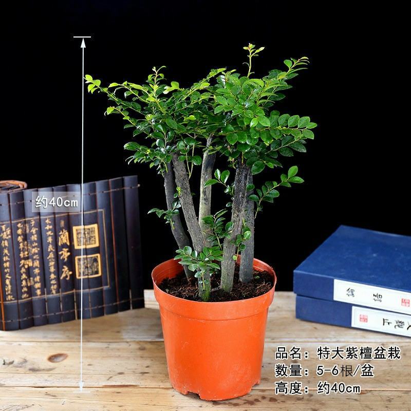 小叶紫檀盆景树桩植物花卉办公室绿植黑骨茶苗镇宅避邪耐寒盆