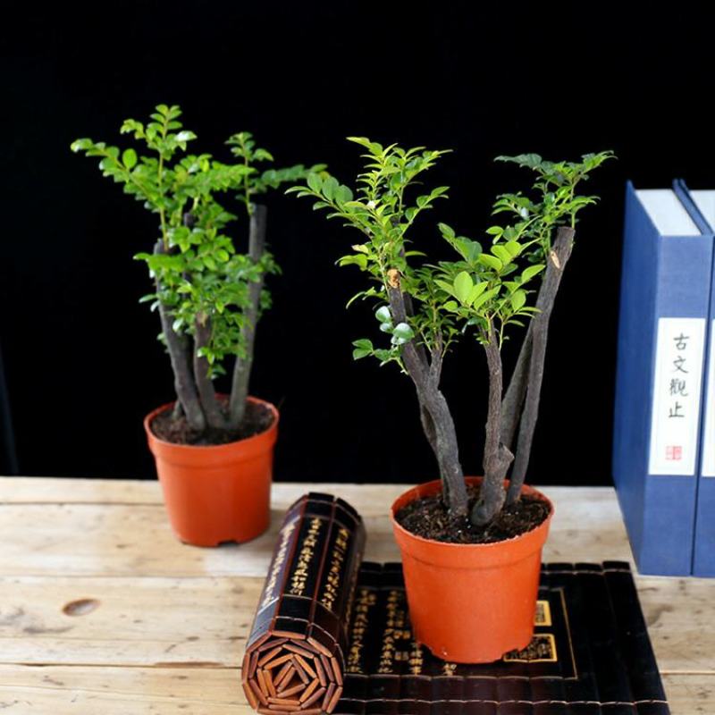 小叶紫檀盆景树桩植物花卉办公室绿植黑骨茶苗镇宅避邪耐寒盆