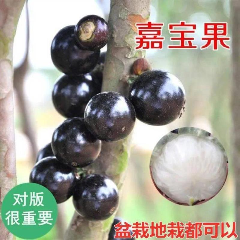 四季早生嘉宝果树苗沙巴嘉宝果树苗可盆栽地栽合适南北方种植