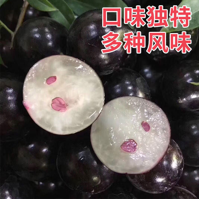 四季早生嘉宝果树苗沙巴嘉宝果树苗可盆栽地栽合适南北方种植