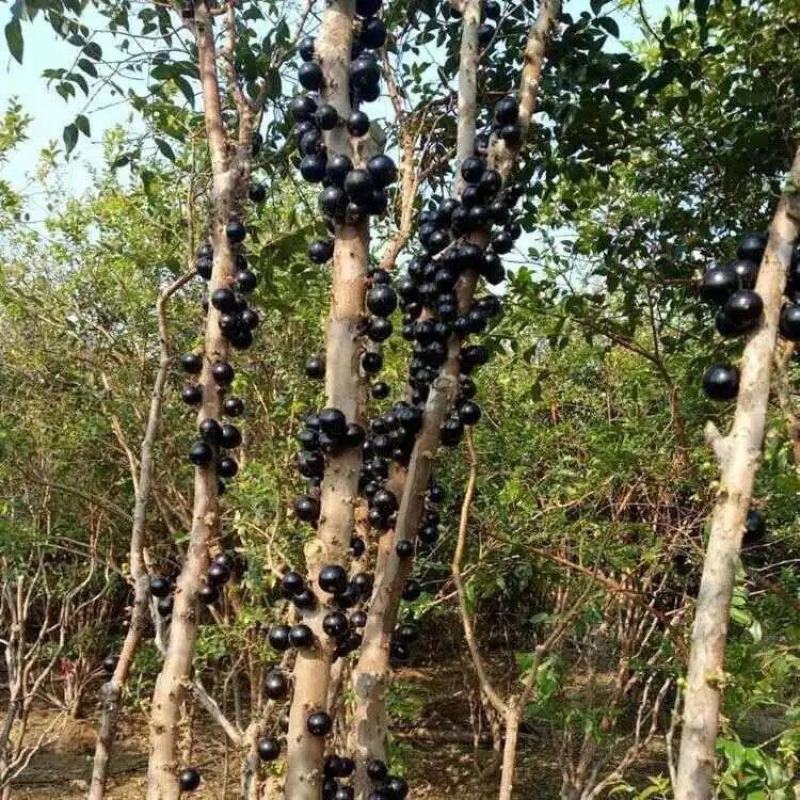 四季早生嘉宝果树苗沙巴嘉宝果树苗可盆栽地栽合适南北方种植