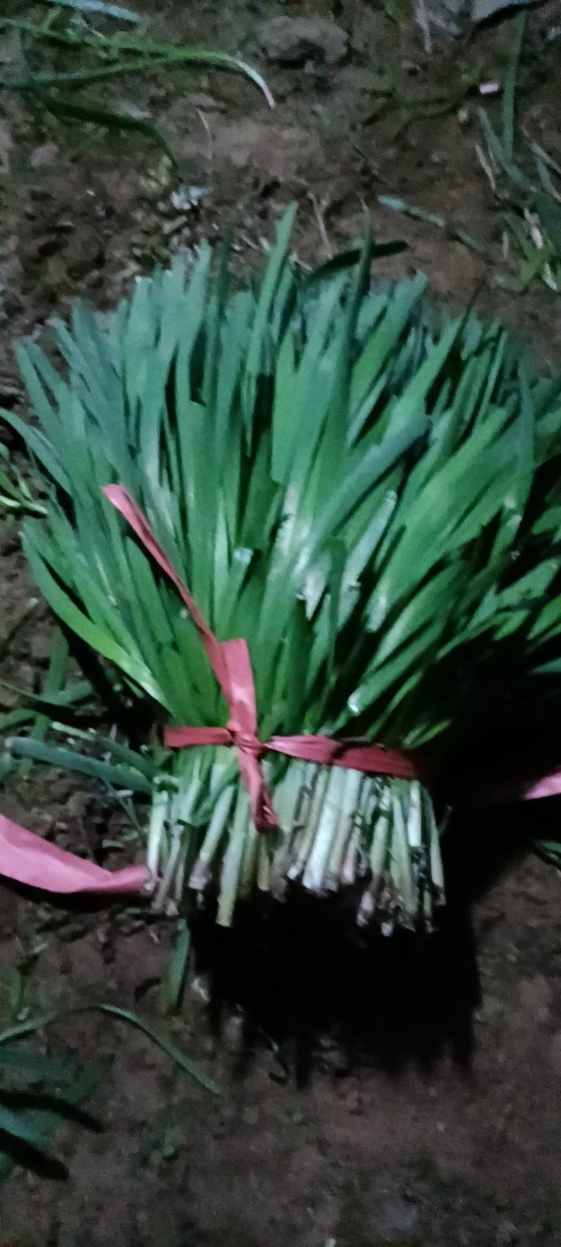 梁山万亩韭菜丶韭苔基地韭菜上市啦