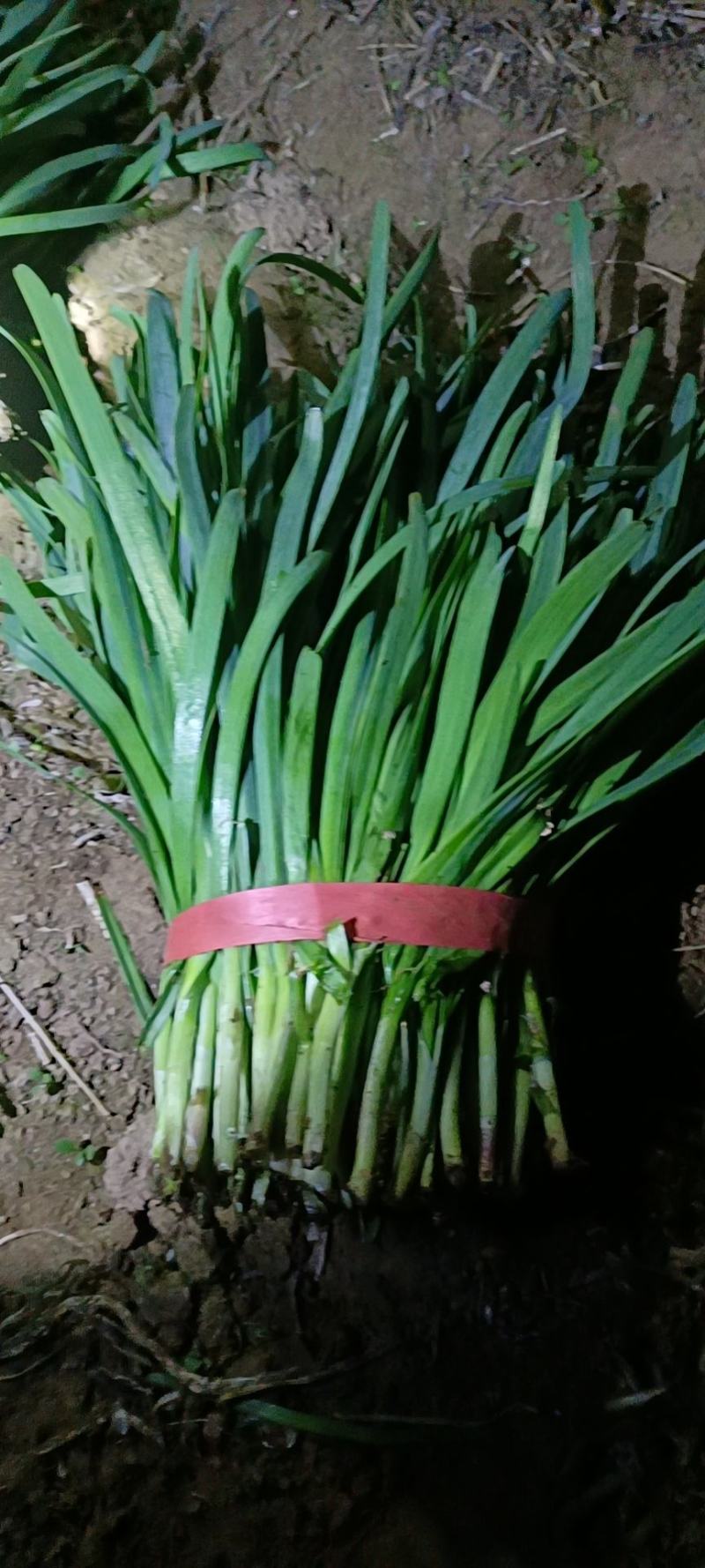梁山万亩韭菜丶韭苔基地韭菜上市啦