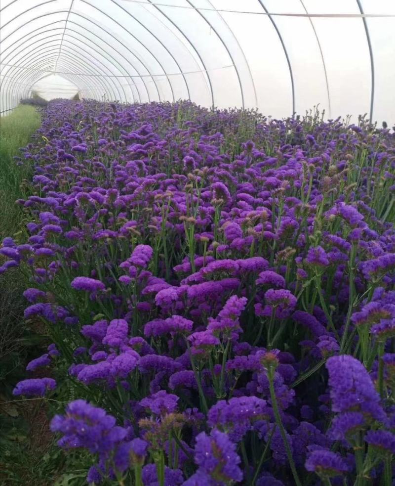 云南十八怪鲜花干花勿忘我昆明鲜花称斤卖