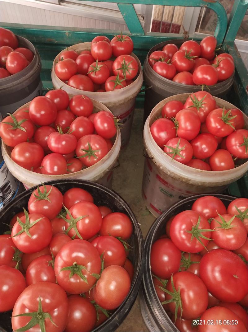 蔬菜平度市优质口感西红柿大量上市