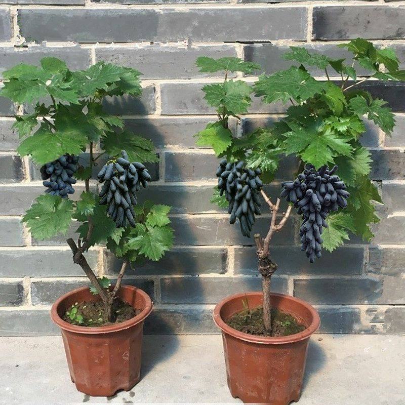 蓝宝石葡萄苗，果子无核蜜甜好吃，嫁接苗，包正品营养杯苗