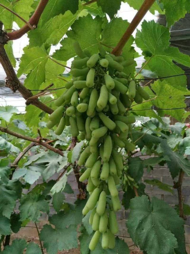 蓝宝石葡萄苗，果子无核蜜甜好吃，嫁接苗，包正品营养杯苗