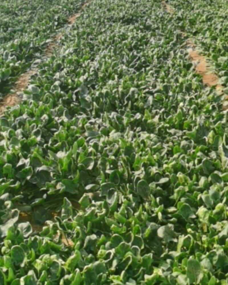 大棚菠菜现采现卖欢迎选购