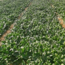 大棚菠菜现采现卖欢迎选购
