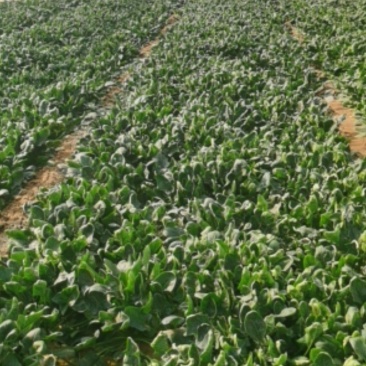 大棚菠菜现采现卖欢迎选购