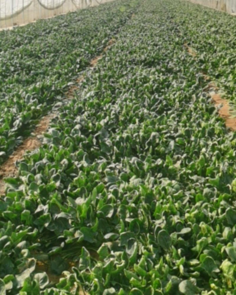 大棚菠菜现采现卖欢迎选购