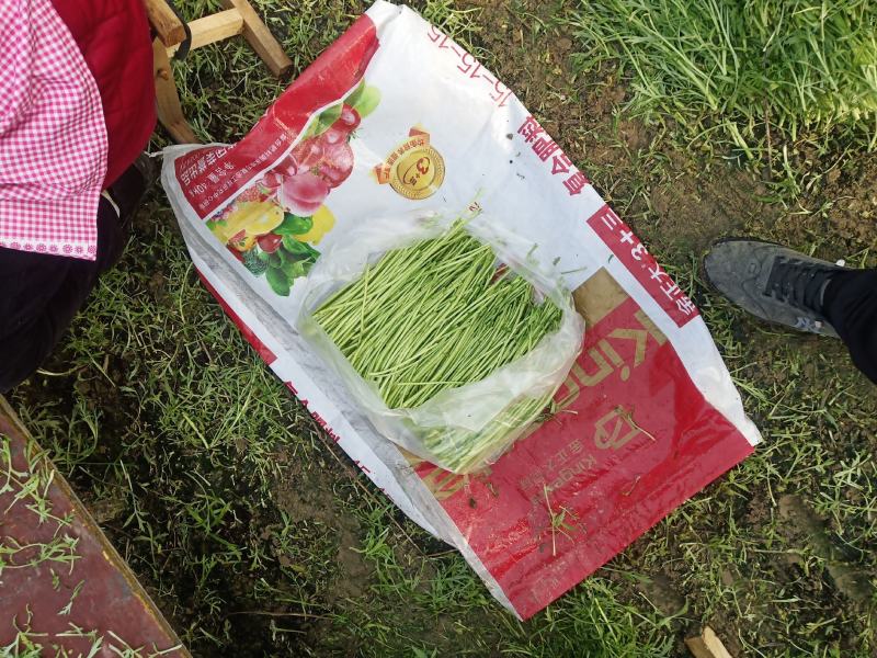 自产自销青白芦蒿，质量货源稳定，欢迎新老朋友采购！