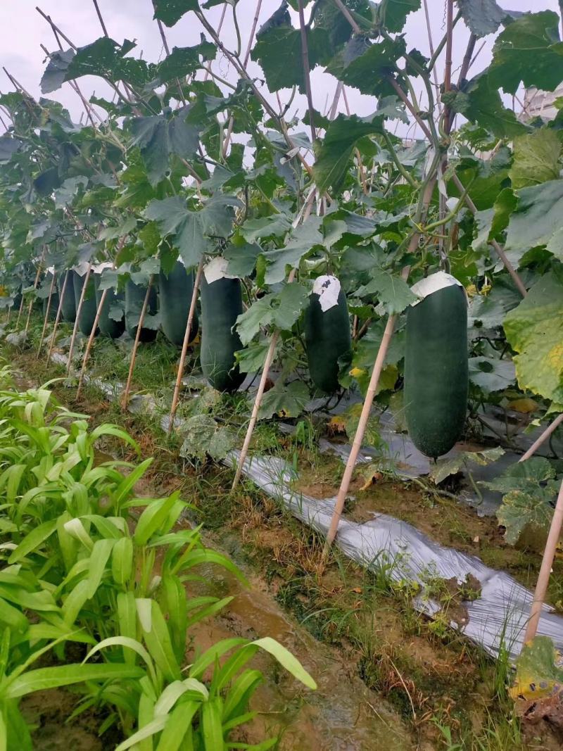 黑皮冬瓜苗（杂交黑皮冬瓜苗有出口型，加长型）