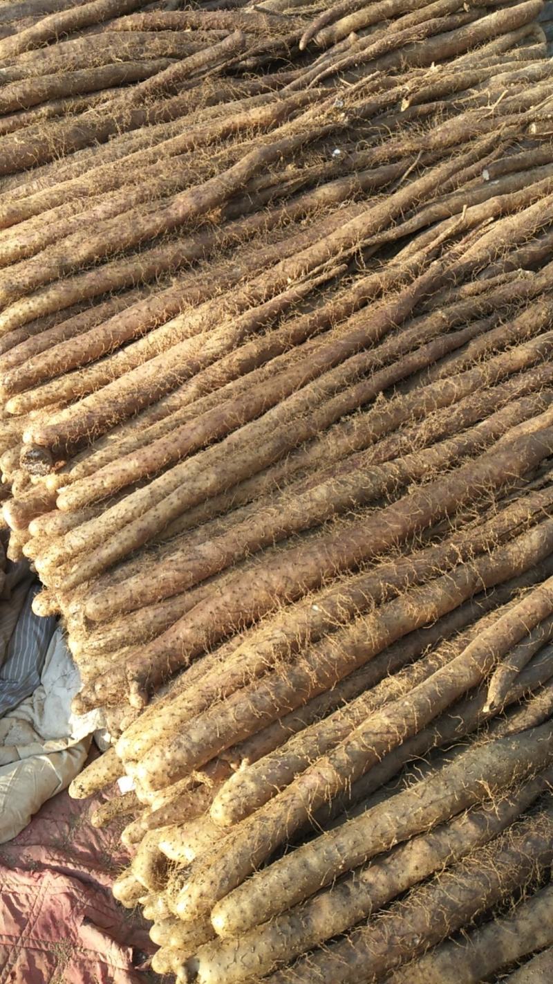 大量新鲜白玉山药批发