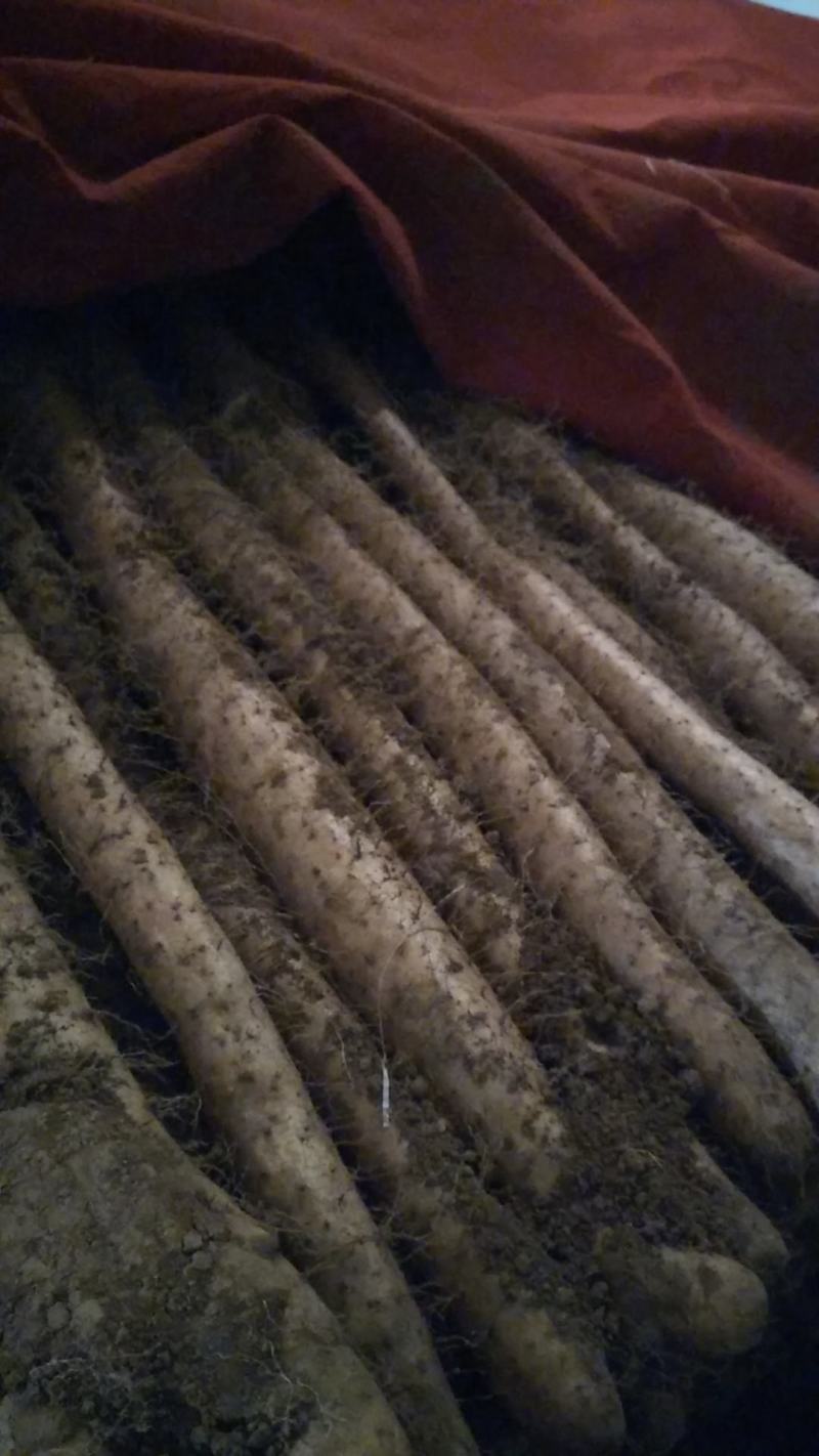 大量新鲜白玉山药批发