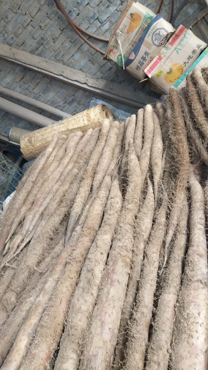 大量新鲜白玉山药批发