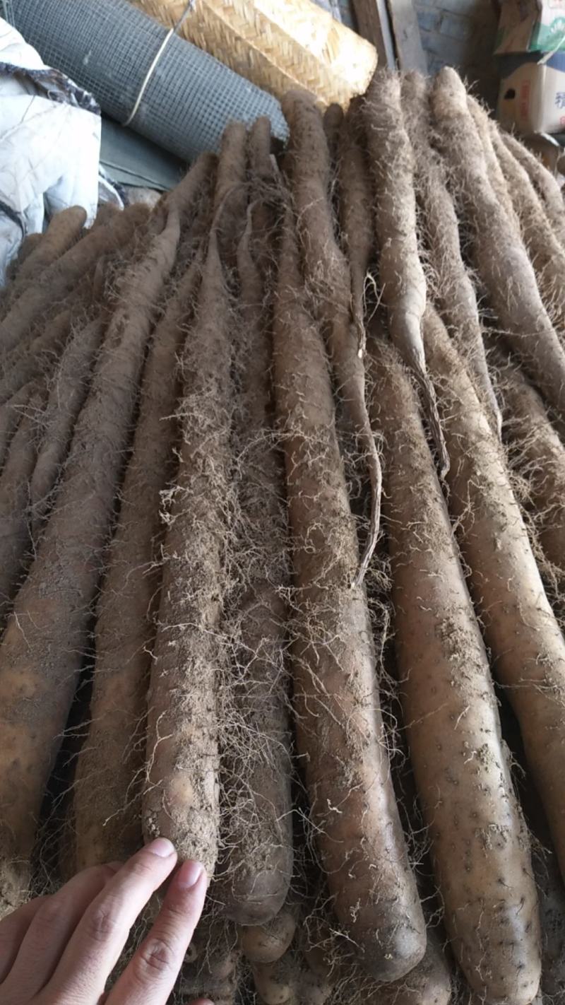 大量新鲜白玉山药批发