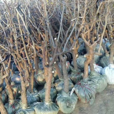 供应优质枣树苗冬枣苗苗圃基地供应成活率高