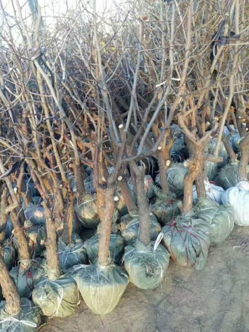 供应优质枣树苗冬枣苗苗圃基地供应成活率高
