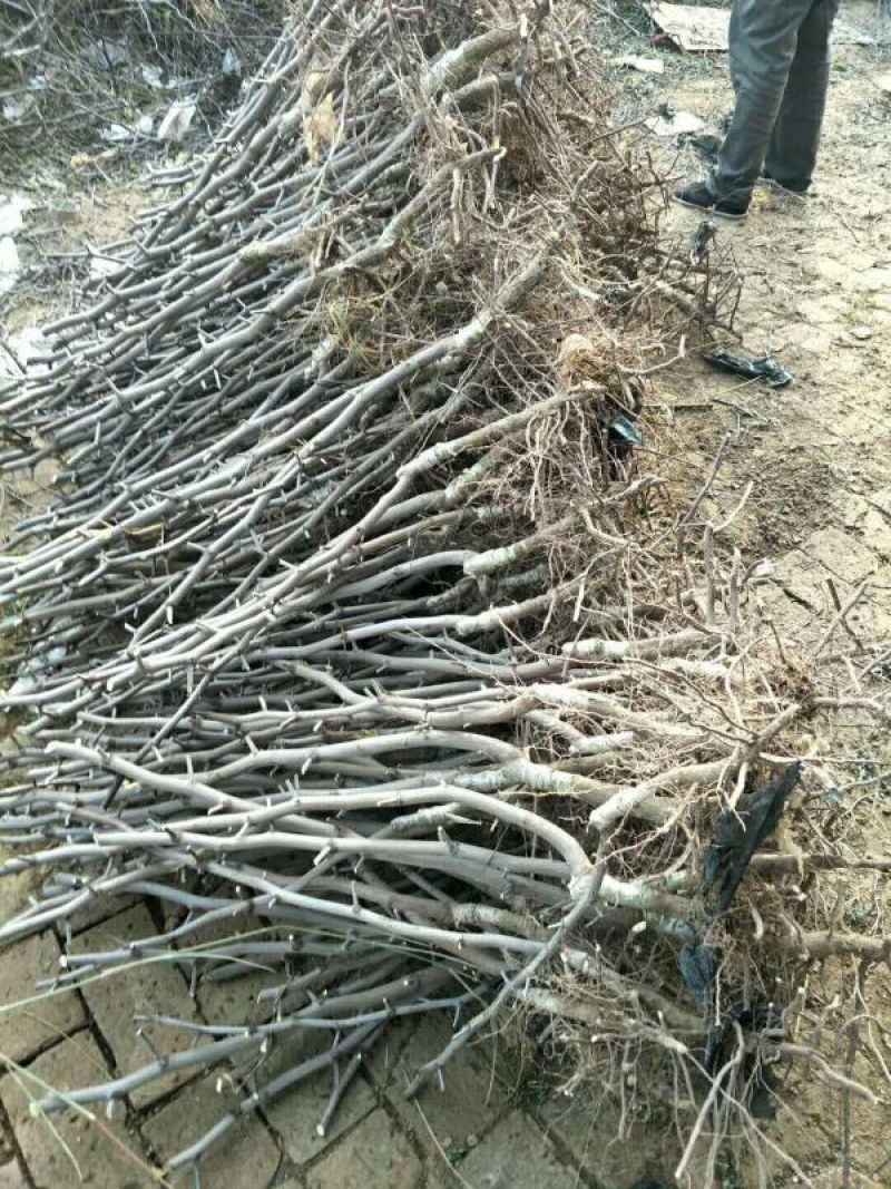 供应优质枣树苗冬枣苗苗圃基地供应成活率高