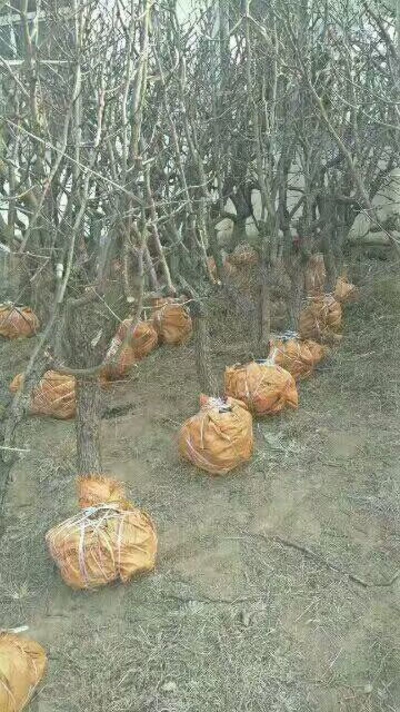 供应优质枣树苗冬枣苗苗圃基地供应成活率高