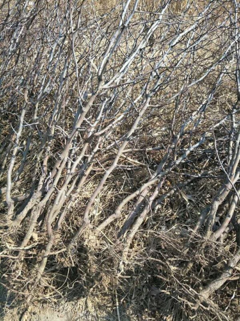 供应优质枣树苗冬枣苗苗圃基地供应成活率高