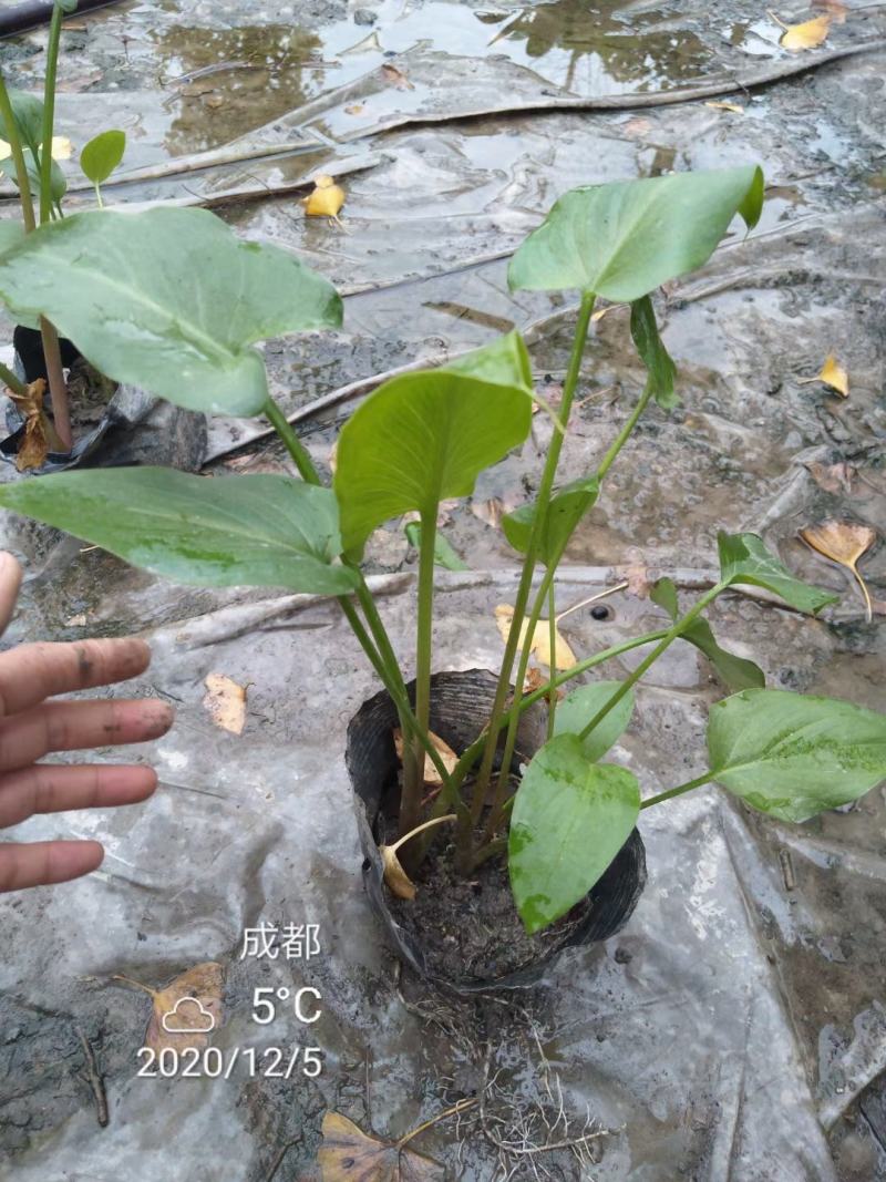 基地直销各规格精品马蹄莲，规格齐全，量大从优