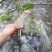 基地直销各规格精品马蹄莲，规格齐全，量大从优