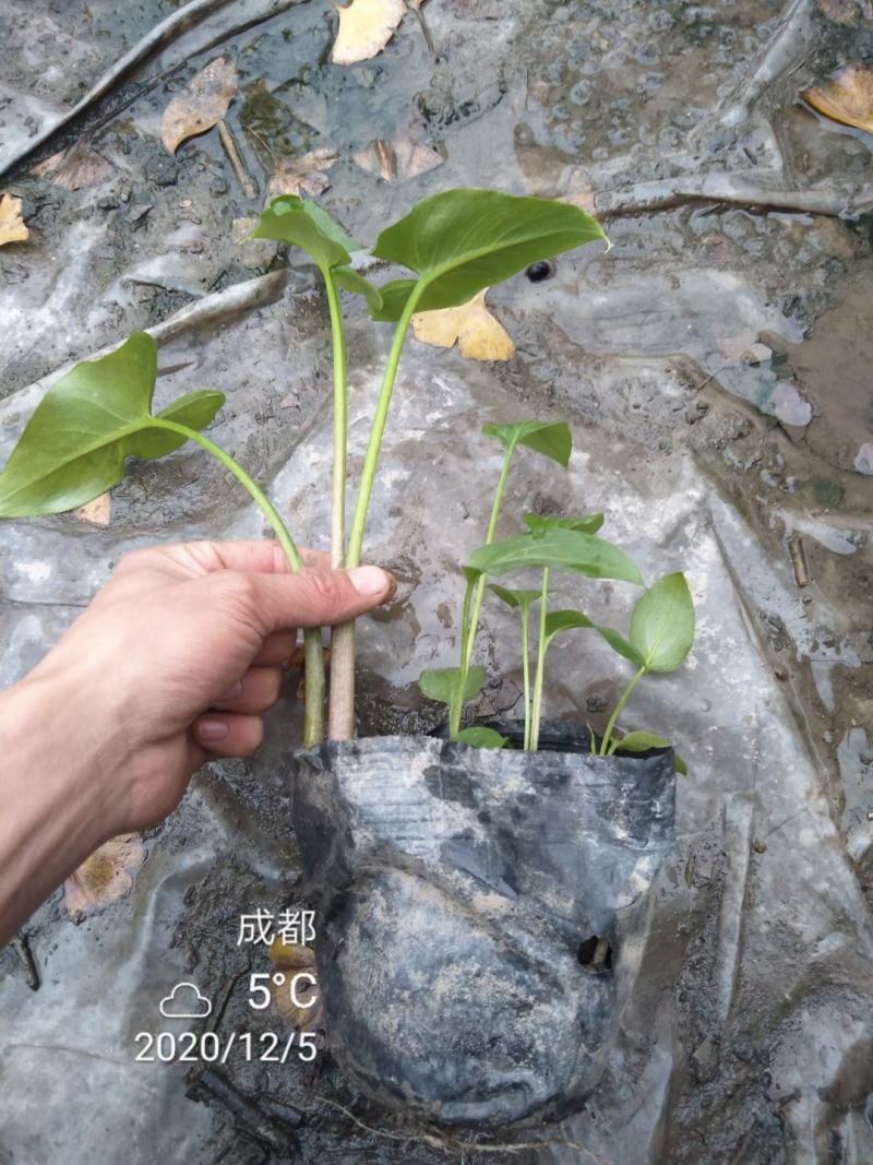 基地直销各规格精品马蹄莲，规格齐全，量大从优