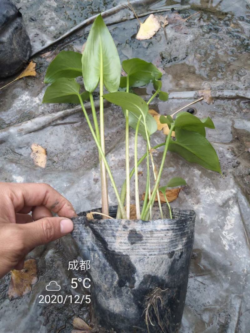 基地直销各规格精品马蹄莲，规格齐全，量大从优
