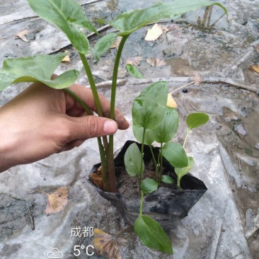 基地直销各规格精品马蹄莲，规格齐全，量大从优