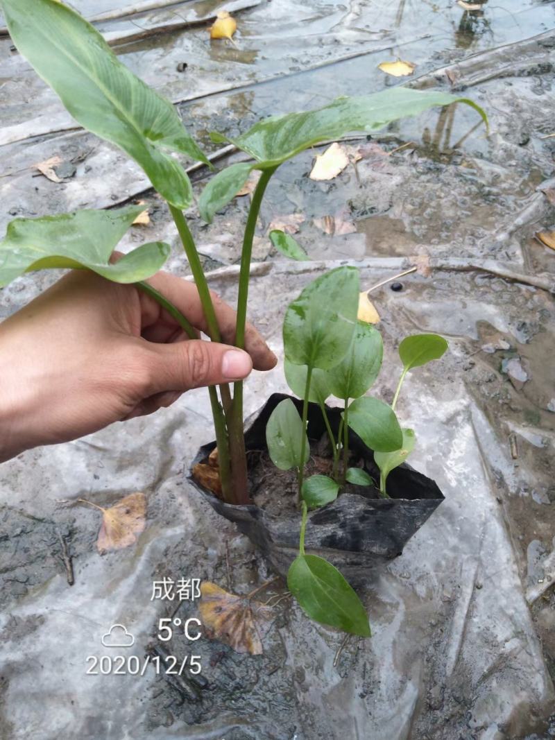 基地直销各规格精品马蹄莲，规格齐全，量大从优