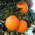 九月红果冻橙长虹纽荷尔产地直发，果大皮薄颜色红口感甜！