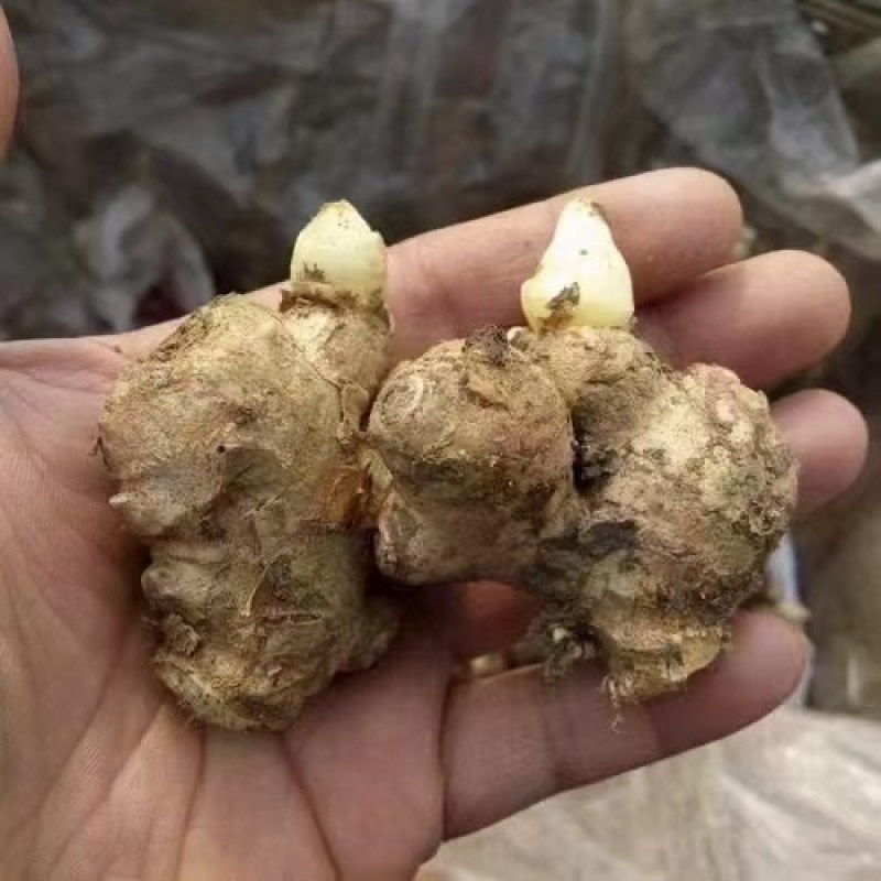 姜种，姜种代催芽，脱毒抗病毒产量高，全国发货质量保证