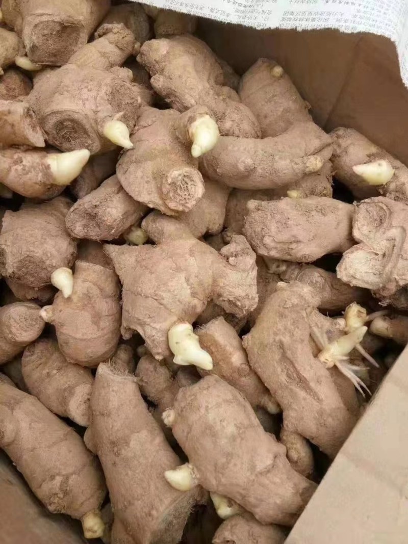 姜种，姜种代催芽，脱毒抗病毒产量高，全国发货质量保证