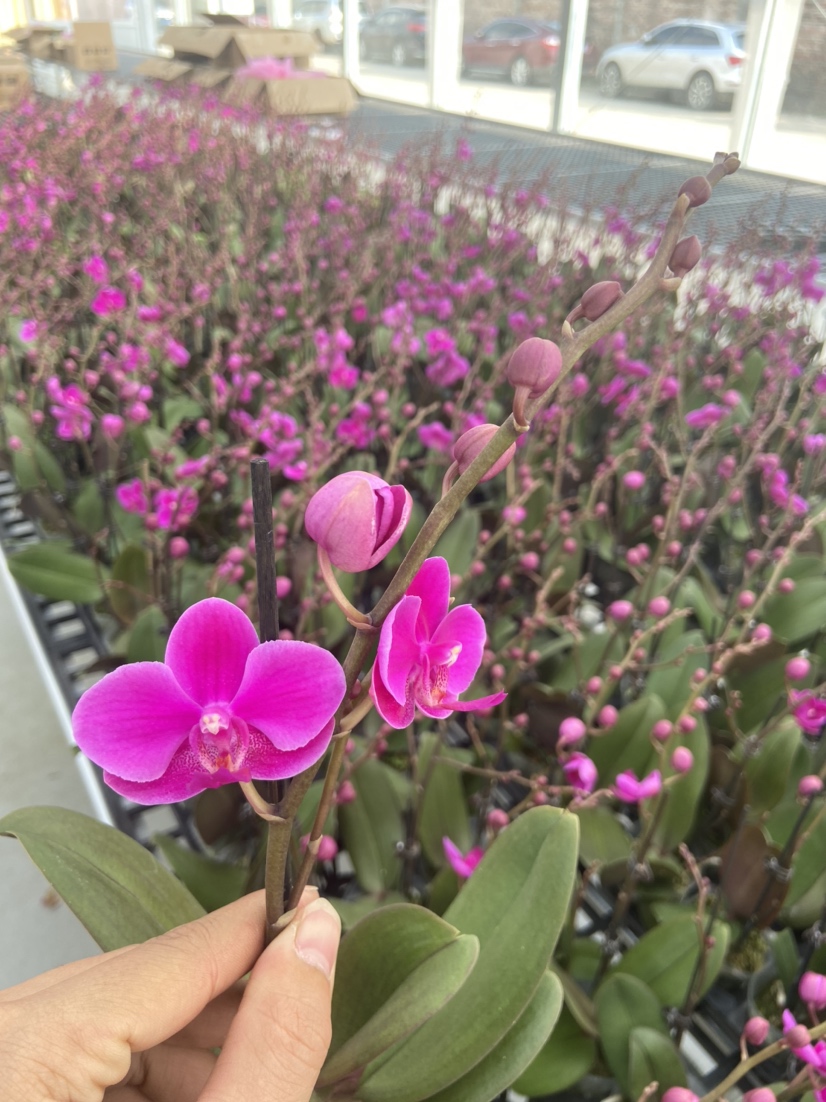 [兰花批发]满天红蝴蝶兰鲜花带花苞花卉盆栽客厅阳台观花植物价格15.